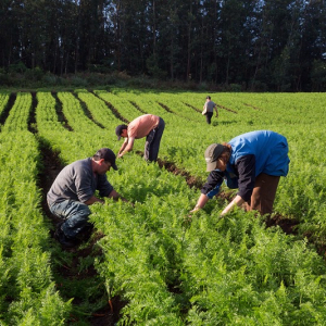 Projeto vai oportunizar compras públicas e privadas a agricultores familiares