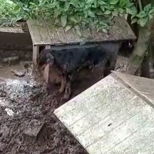 PM e Prefeitura flagram 20 cães desnutridos e desidratados em Rio Negro; veja vídeo