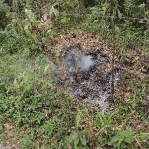Jovem é preso após colocar fogo em vegetação na Vila Ivete