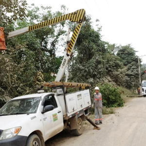 Celesc alerta para riscos com vegetação próxima à rede elétrica