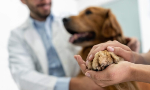 Uninter lança curso semipresencial de Medicina Veterinária