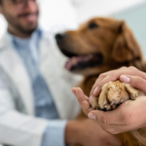 Uninter lança curso semipresencial de Medicina Veterinária