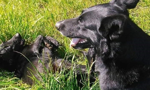 Cães são envenenados no interior de Mafra