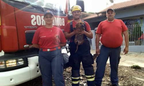 Cachorro é resgatado após ficar preso em tubulação na Vila Nova