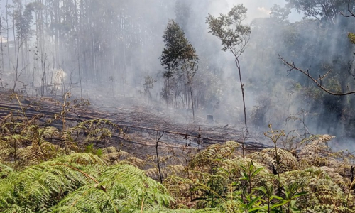 Área de vegetação pega fogo no interior de Mafra
