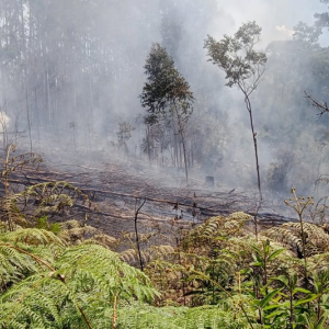 Área de vegetação pega fogo no interior de Mafra