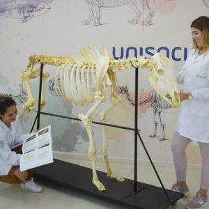 UniSociesc: Curso de Medicina Veterinária recebe nota máxima do MEC