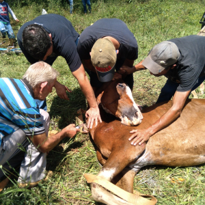 Homem é preso por maus-tratos e cavalo desnutrido é resgatado em Campo do Tenente