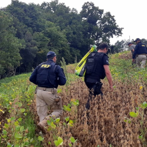 Campo do Tenente: arma usada em tentativa de homicídio é encontrada em plantação