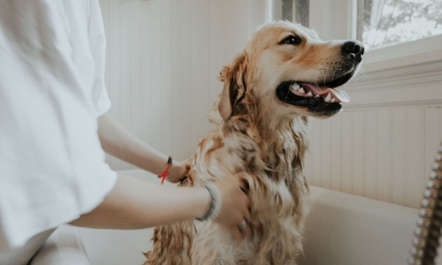 Sine tem vaga de emprego para banhista de animais em Rio Negro