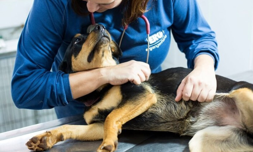Meio Ambiente lança curso online sobre guarda responsável de cães e gatos
