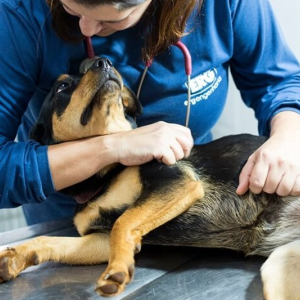 Meio Ambiente lança curso online sobre guarda responsável de cães e gatos