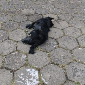ONG busca informações sobre possível caso de cachorro queimado vivo em Rio Negro, entenda