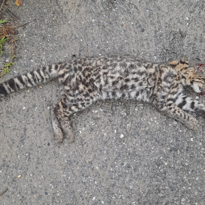 Filhote de jaguatirica morre atropelado em Rio Negro