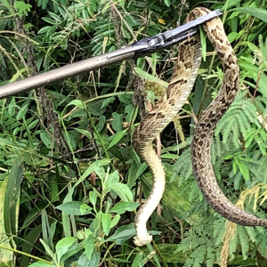 Cobra venenosa é capturada por bombeiros no pátio de casa no interior de Mafra