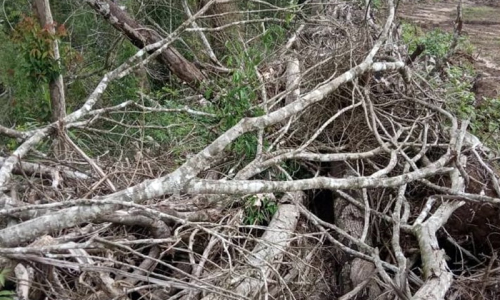 Polícia Ambiental investiga crime de desmatamento no interior de Mafra