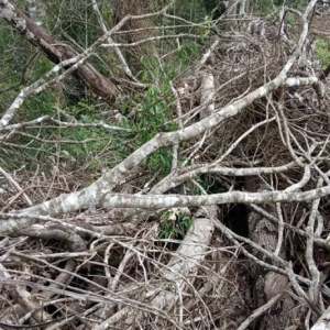 Polícia Ambiental investiga crime de desmatamento no interior de Mafra