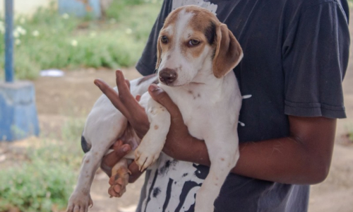 Tatuagens e piercings em animais estão proibidos em Santa Catarina