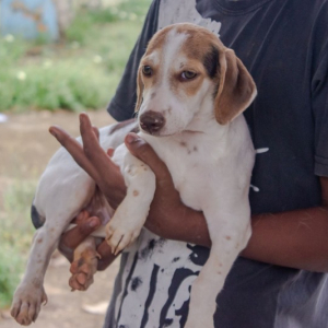 Tatuagens e piercings em animais estão proibidos em Santa Catarina