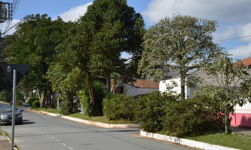 Qual a importância da arborização urbana?