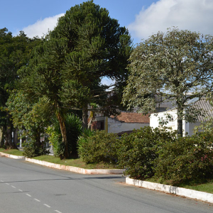 Qual a importância da arborização urbana?