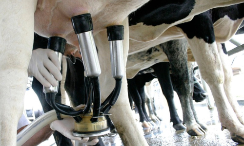 Programa Mafra Mais Leite será lançado na próxima terça-feira
