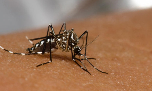 Rio Negro já teve quatro casos positivos de dengue desde o início do ano