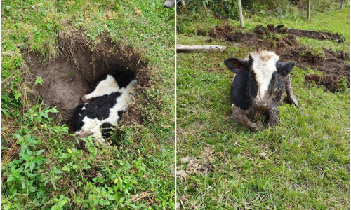 Bezerro é resgatado após cair em valeta no interior de Mafra