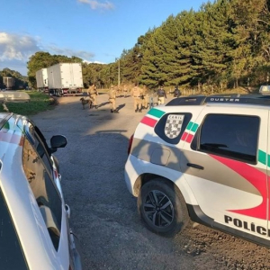 Cão da Polícia Militar captura homem duas vezes durante abordagem