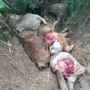 Ladrões esquartejam gado ainda vivo para furtar carne em fazenda de Mafra