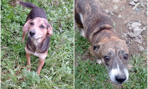 Abrigo e prefeitura promovem feira online para adoção de cães em Mafra