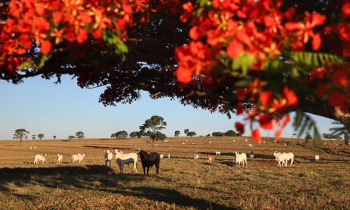 Produtor rural tem até o final do mês para atualizar rebanhos no Paraná