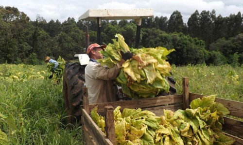 Empresas garantem compra do tabaco estimado com cada produtor