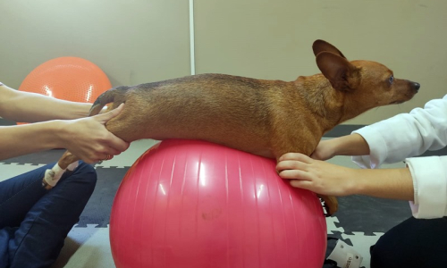 AuQMia: clínica oferece tratamento de fisioterapia e acupuntura veterinária em Rio Negro