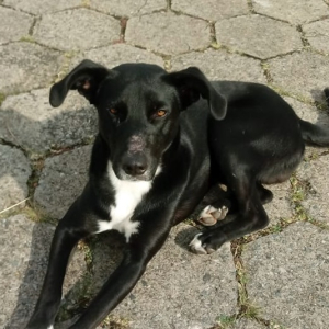 ONG Riomafra pelos Animais faz rifa para arrecadar recursos à causa animal