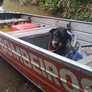 Após ser resgatado nas margens do rio Negro, cachorro precisa de novo lar