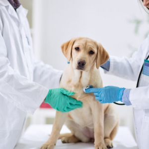 Vagas abertas para médicos veterinários em Rio Negro