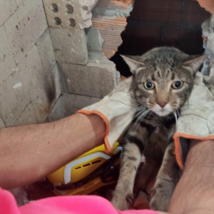 Bombeiros resgatam gato preso em chaminé de churrasqueira em Mafra