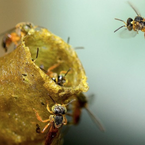 Projeto para preservação de abelhas sem ferrão é aprovado na Câmara de Rio Negro