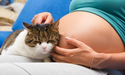Saúde alerta sobre riscos de toxoplasmose na gravidez