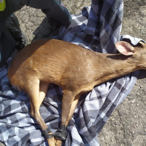 Filhote de veado é resgatado por bombeiros no Jardim Moinho