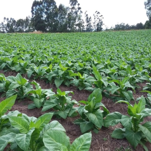 Tabaco: Afubra prevê aumento de 7,95% na produção em comparação à safra passada