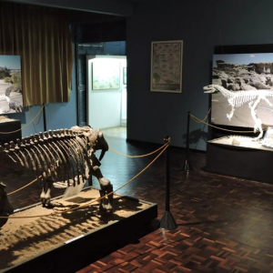 Encontro paleontológico e simpósio marcam os 25 anos do Cenpaleo, em Mafra