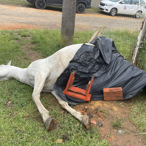 Inquérito é aberto para investigar morte de égua por maus-tratos em Mafra