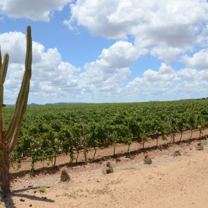 Vinhos do Vale do São Francisco conquistam indicação geográfica