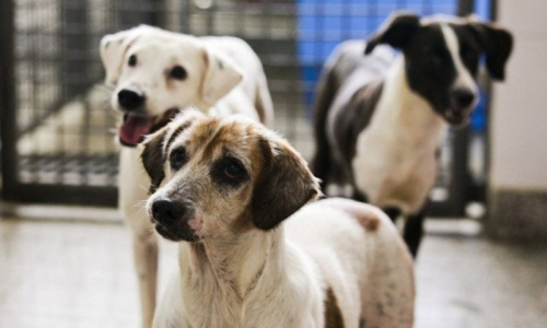 Aberto cadastro para castração gratuita de animais em Mafra