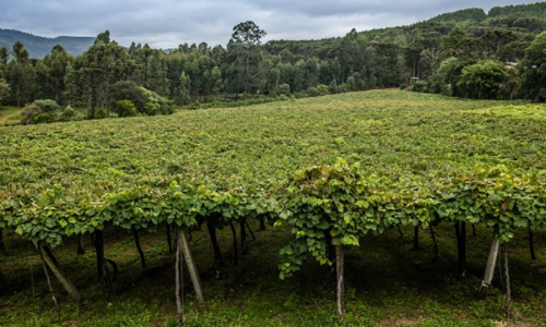 Vinhos de Bituruna conquistam nova Indicação Geográfica