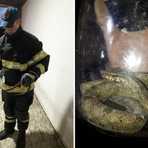 Cobra é encontrada em motor de carro em Mafra