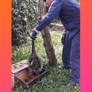 Ouriço atacado por cães é resgatado por bombeiros em Mafra