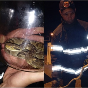 Cobra venenosa é encontrada em quintal de casa na Restinga